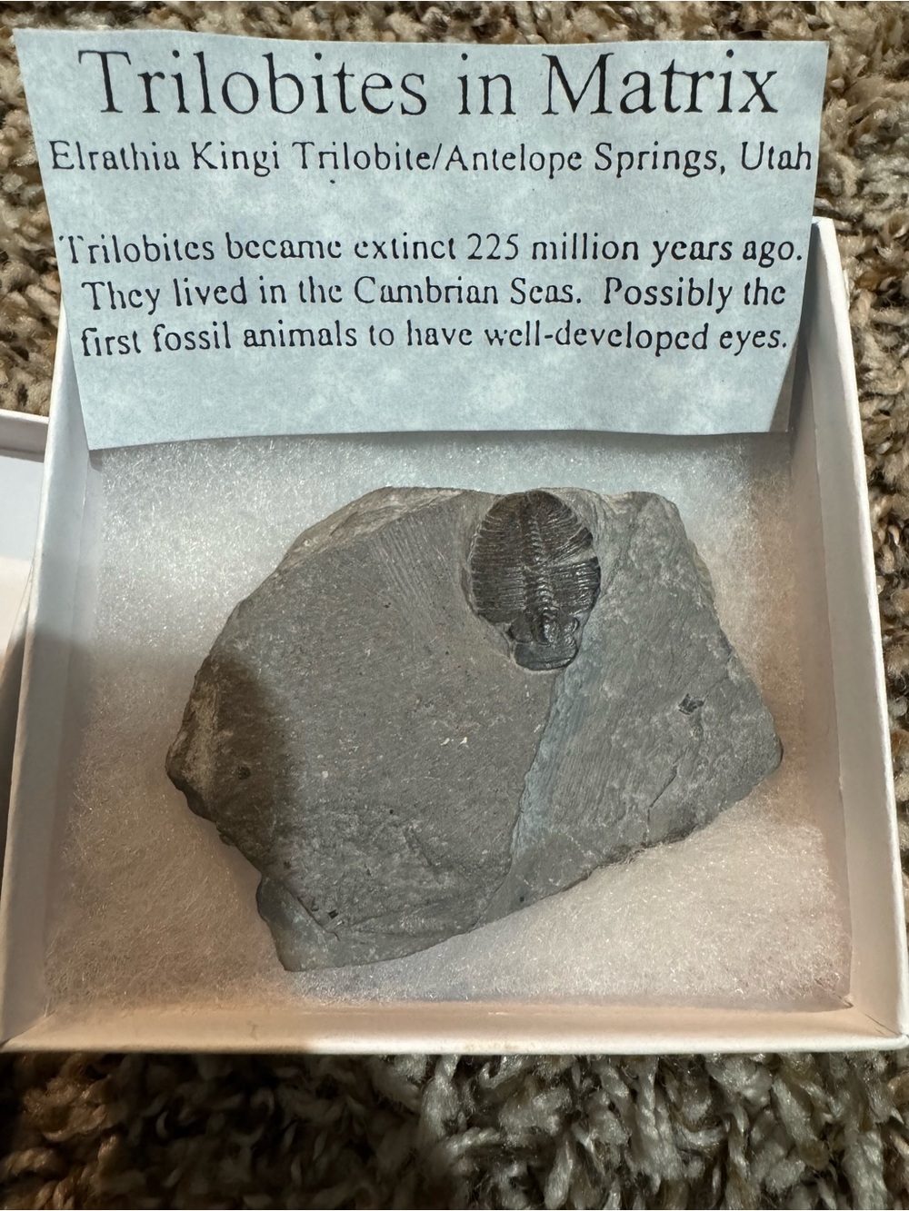 Trilobite Fossil Elrathia Kingi Utah In Matrix Display Box